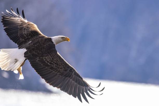 istock Flying American bald eagle at Conowingo Damn in Maryland 1432181964