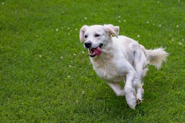 istock Golden retriever running on a green meadow 1432182107