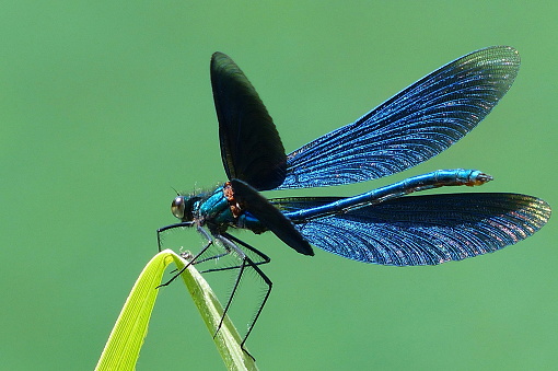 Bavaria, Germanay. Close-up of a beautiful opend Blue-winged Demoiselle Calopteryx virgo Dragonfly with green Background.