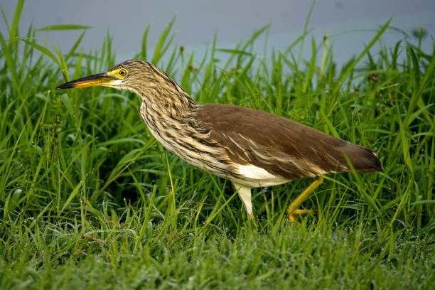 istock Squacco heron in the grass on a lakeshore 1432183300