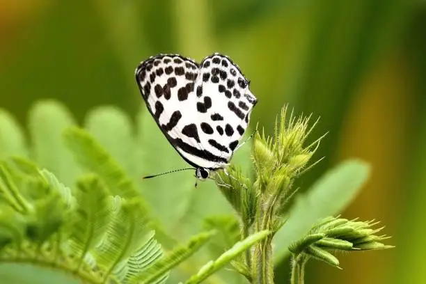 A common pierrot perched on a plant