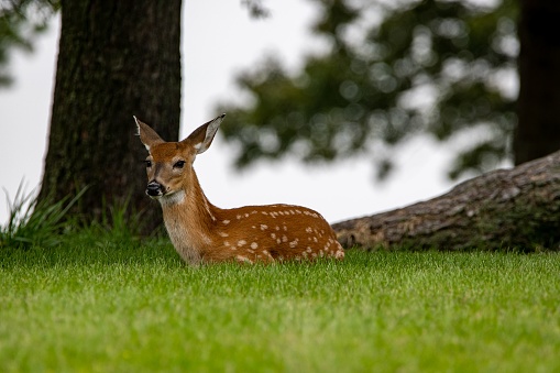 A fawn of a white-tailed deer lying on the grass