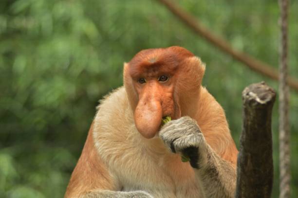 istock proboscis monkey eating leaves at the zoo 1432184516