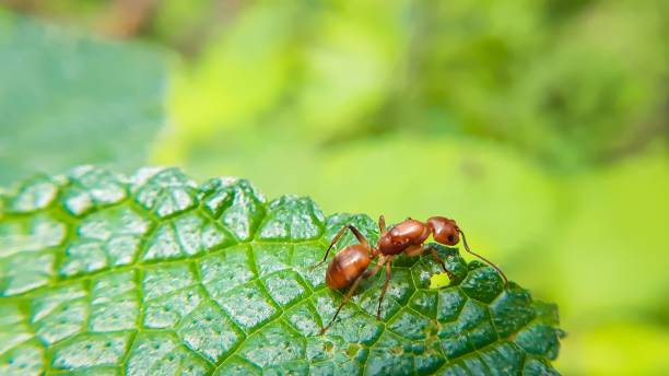 istock Closeup shot of a Carpenter ant on a green leaf 1432184587