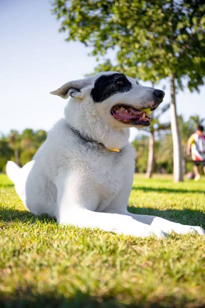 istock Vertical shot of a White Swiss Shepherd mixed with English pointer lying on grass under sunlight 1432184741