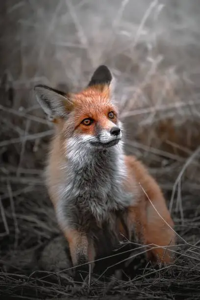 A vertical shot of a red fox sitting in a field with an alert expression in colorsplash