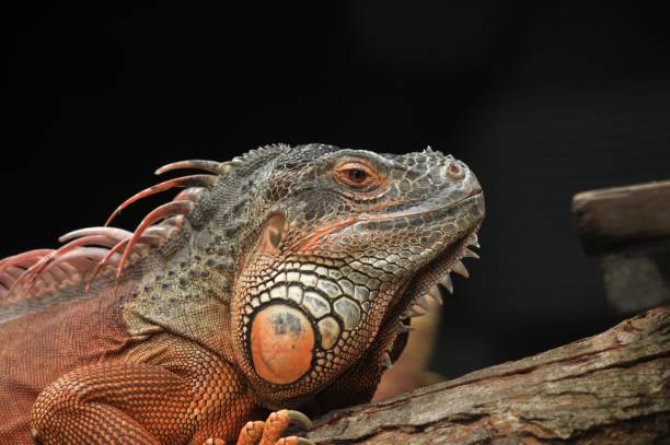 istock red iguana basking in the sun 1432184870