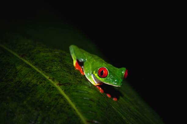istock Macro of a small green frog standing on a piece of leaf 1432185021