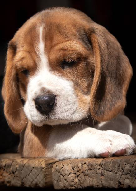 istock Vertical closeup shot of a Beagle dog 1432185257