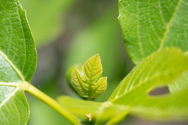 istock Selective focus of a green fig leaves growing 1432185741