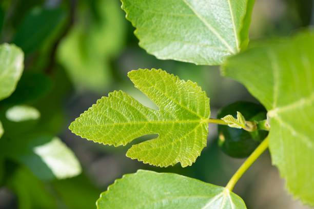 istock Selective focus of a green fig leaves growing 1432185742