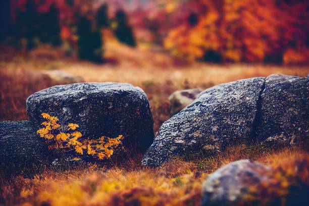 A closeup of rocks in a forest during autumntime