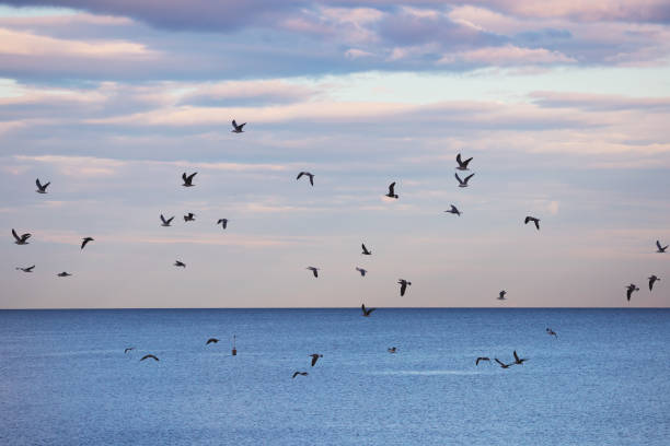 Flying birds, seagull flock soar above sea waves and searching for fish
