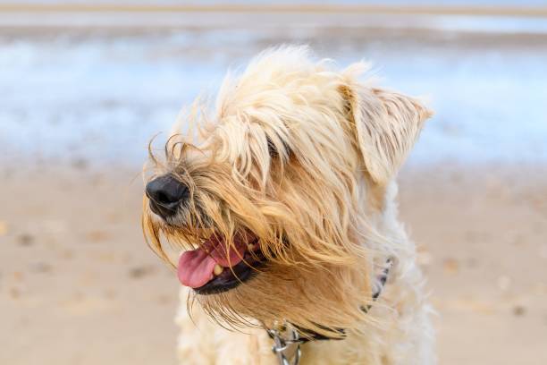 istock Closeup of a cheerful white Yorkshire Terrier on a beach 1432188580