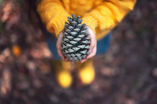 Big fir cone or pinecone from forest in the hands of a little girl, color autumn season