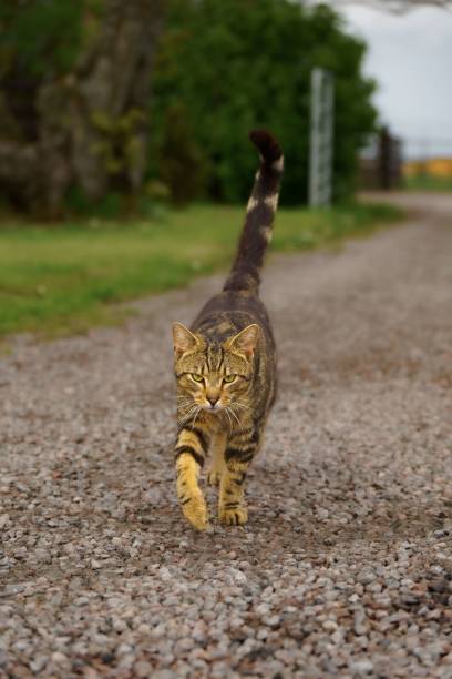 istock Vertical shot of a tabby cat walking in the park 1432189580