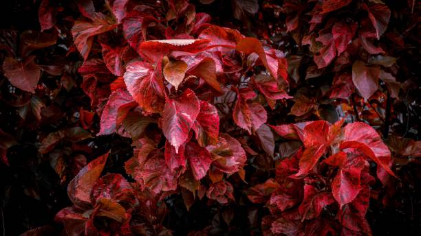 istock Red leaves of a tree in autumn 1432189604