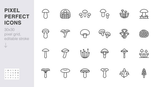 ilustraciones, imágenes clip art, dibujos animados e iconos de stock de conjunto de iconos de línea de hongos forestales. chanterelle, champignon, shiitake, porcini, cep, agárico de leche ilustración vectorial mínima. signo de contorno simple para hongos comestibles. 30x30 píxeles perfecto, trazo editable - fly agaric