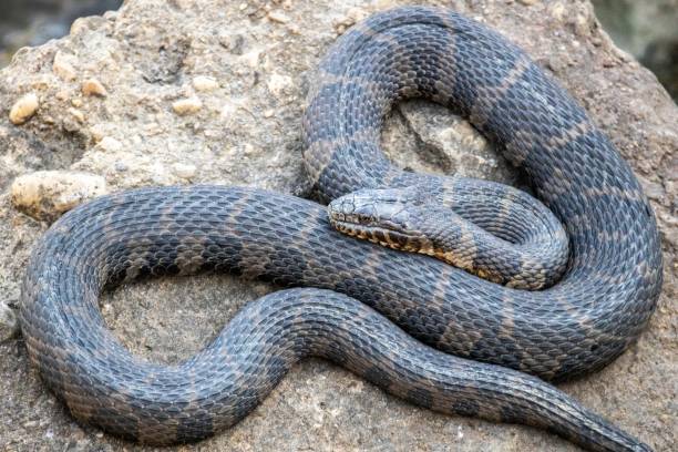 istock Water snake on a rock in Indiana 1432190698