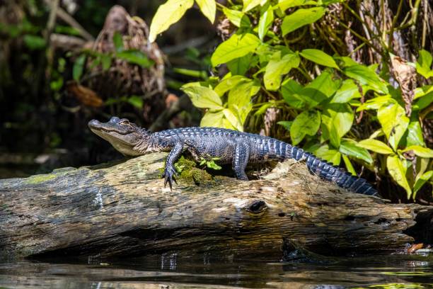 istock Alligator on a log in the forest 1432190726