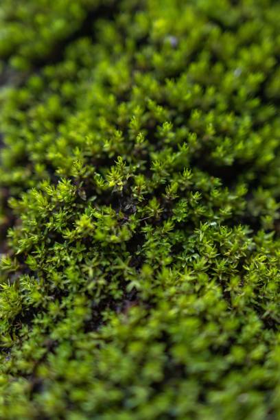 istock Closeup of green moss 1432191432