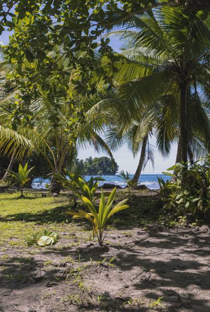 istock Vertical shot of coconut trees and plants on the beach 1432191441