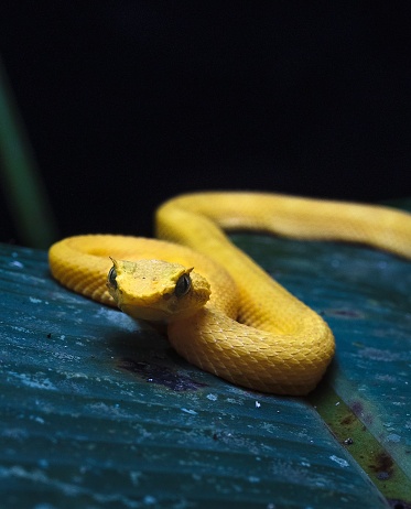 a closeup of golden lancehead venomous snake, Bothrops insularis