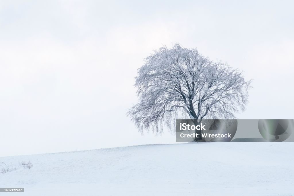 Lone tree covered with snow during winter A lone tree covered with snow during winter Cold Temperature Stock Photo