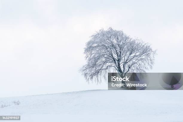 Lone Tree Covered With Snow During Winter Stock Photo - Download Image Now - Cold Temperature, Color Image, December