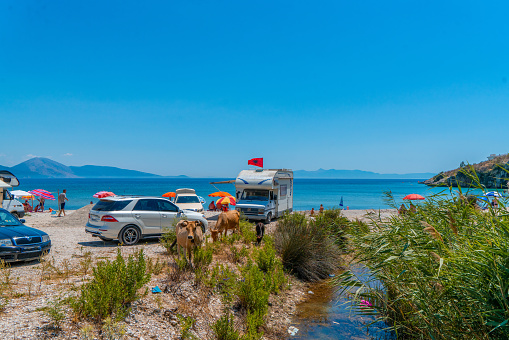 Animals walking by vehicles parked at beach against clear blue sky during summer vacation