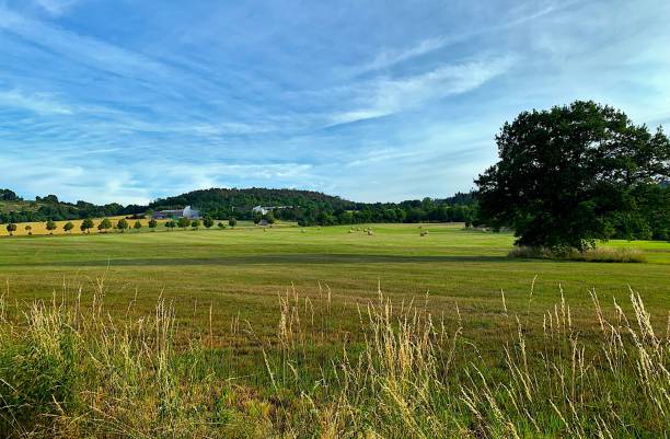 istock Landscape of a green grass and trees under a blue sky 1432192615