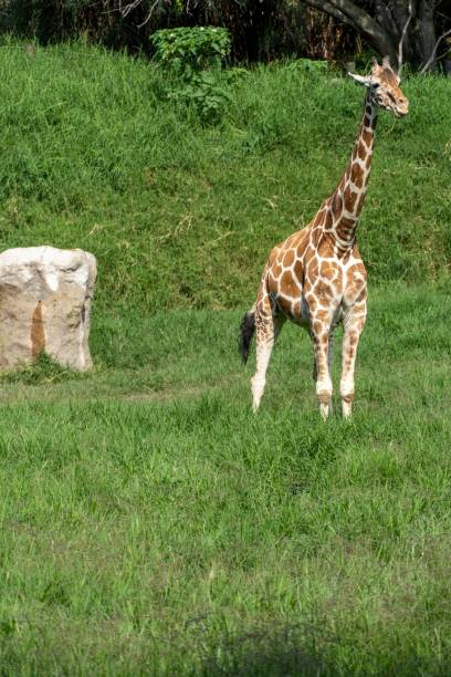istock Giraffe standing in the wilderness looking for food 1432192916