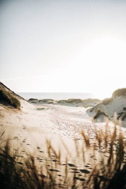 istock Sandy dunes land with wild plants under a light sky by sea on the horizon 1432193157
