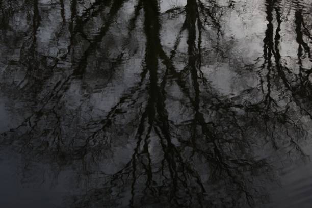 A lake with a reflection of trees on it