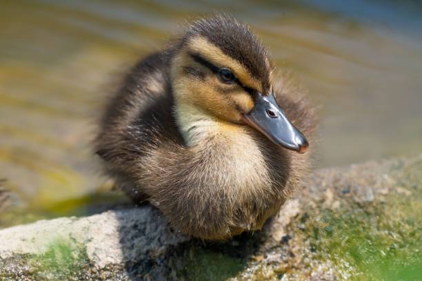 istock Closeup shot of a cute small duck with blurred background 1432193713