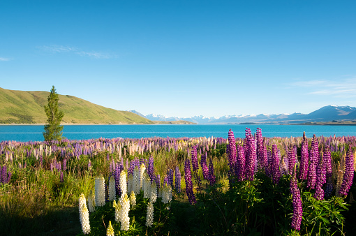 Lupins growing at Lake Tekapo, on New Zealand's South Island.