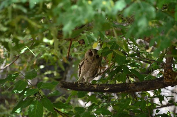 istock Closeup of a Scoop Sanda perched on a green tree branch 1432194188
