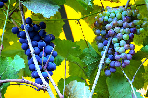 A bunch of blue ripe grapes grows on a vine.