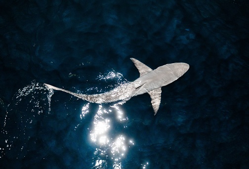 An aerial view of a great white shark seen through transparent water