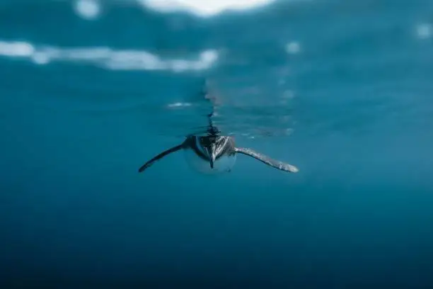 Photo of Selective focus of a Galapagos penguin swimming in the water