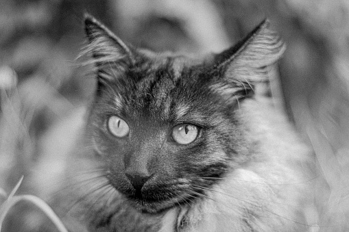 A grayscale shot of a cat on a blur