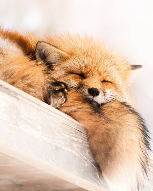 istock Vertical close-up shot of a sleeping fox 1432194599