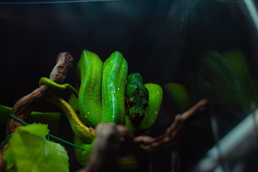 A macro of a green tree python in the jungle