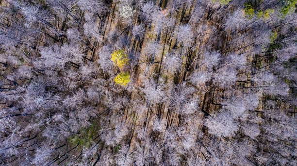 istock Aerial view of a forest in winter 1432196307