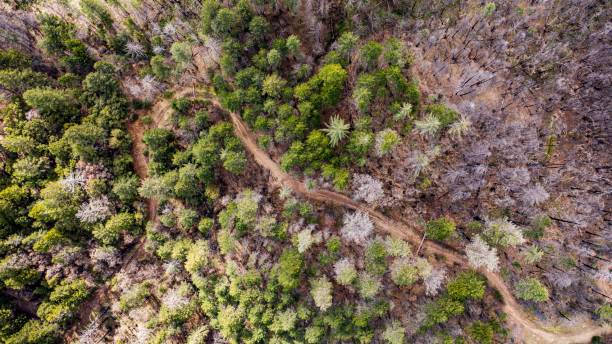 istock Aerial view of a forest 1432196308