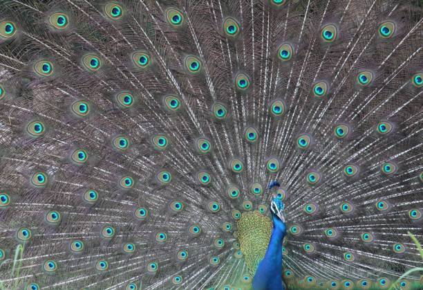 istock Closeup shot of a beautiful peacock with an open tail 1432196320
