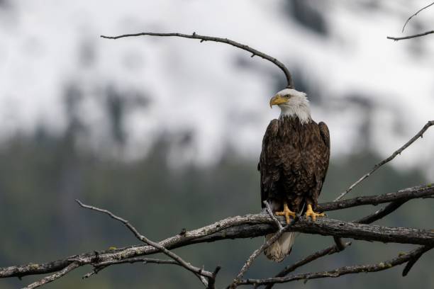istock Closeup shot of a bald eagle perched on a tree branch against a blurred background 1432196359