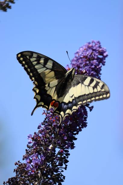 istock Papilio Machaon (Old world swallowtail) butterfly on a lavender flower against a clear cloudless sky 1432196651