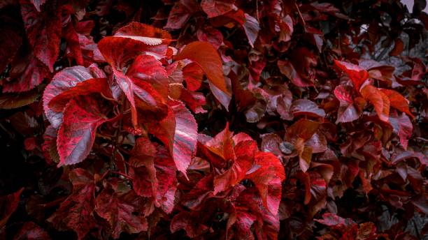 istock Red copperleaf plant in a garden 1432196784