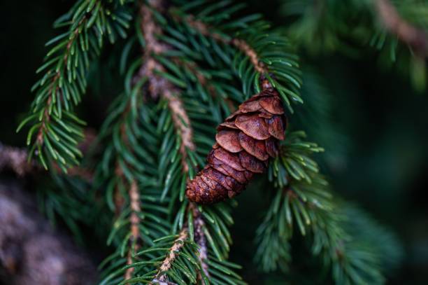 istock Selective focus of a pine cone growing on a tree, on a blurry background 1432197356